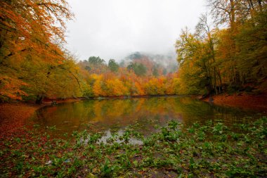 Sonbahar orman manzarası ahşap iskeleli suya yansıyor - Yedigoller Park Bolu, Türkiye 'de sonbahar manzarası (yedi göl)