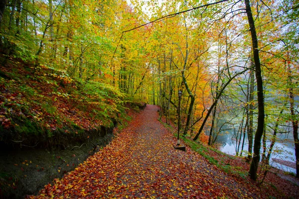 Autumn Forest Landscape Reflection Water Wooden Pier Autumn Landscape Seven — Stockfoto