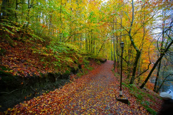 Autumn Forest Landscape Reflection Water Wooden Pier Autumn Landscape Seven — 스톡 사진