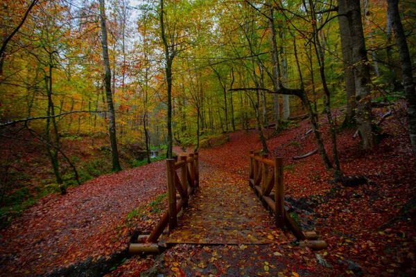 用木制码头反映秋季森林景观 土耳其波卢叶迪戈勒公园秋季景观 — 图库照片