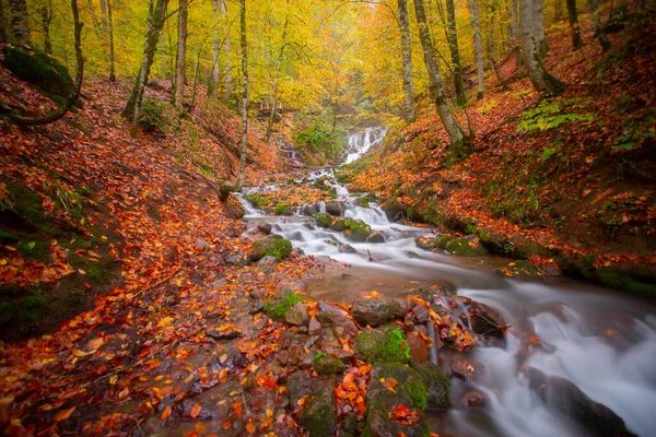 Outono Floresta Paisagem Reflexão Sobre Água Com Cais Madeira Paisagem — Fotografia de Stock