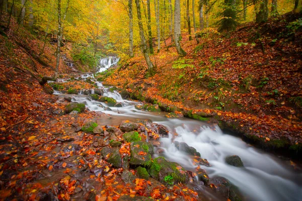 Outono Floresta Paisagem Reflexão Sobre Água Com Cais Madeira Paisagem — Fotografia de Stock