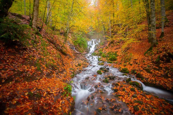 Осінній Ліс Віддзеркалюється Воді Дерев Яним Пірсом Осіннім Ландшафтом Сім — стокове фото