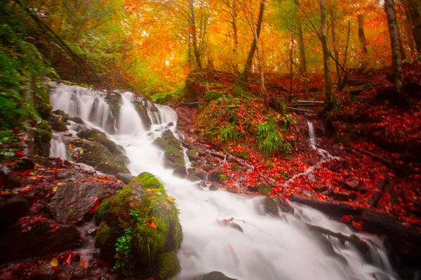 Sonbahar orman manzarası ahşap iskeleli suya yansıyor - Yedigoller Park Bolu, Türkiye 'de sonbahar manzarası (yedi göl)
