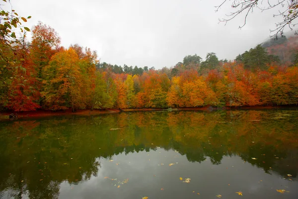 Sonbahar orman manzarası ahşap iskeleli suya yansıyor - Yedigoller Park Bolu, Türkiye 'de sonbahar manzarası (yedi göl)