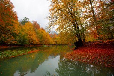 Sonbahar orman manzarası ahşap iskeleli suya yansıyor - Yedigoller Park Bolu, Türkiye 'de sonbahar manzarası (yedi göl)