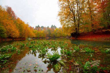 Sonbahar orman manzarası ahşap iskeleli suya yansıyor - Yedigoller Park Bolu, Türkiye 'de sonbahar manzarası (yedi göl)