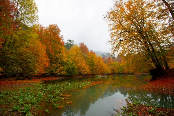 Sonbahar orman manzarası ahşap iskeleli suya yansıyor - Yedigoller Park Bolu, Türkiye 'de sonbahar manzarası (yedi göl)