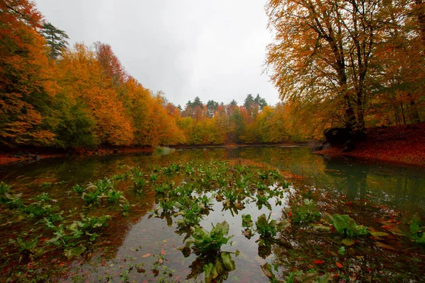 Sonbahar orman manzarası ahşap iskeleli suya yansıyor - Yedigoller Park Bolu, Türkiye 'de sonbahar manzarası (yedi göl)