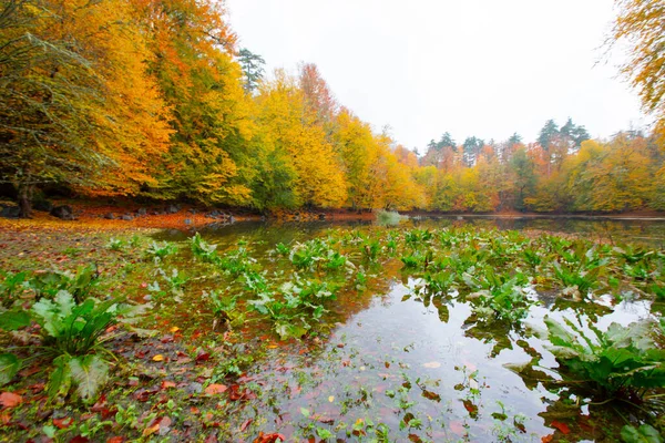 Autumn Forest Landscape Reflection Water Wooden Pier Autumn Landscape Seven — ストック写真