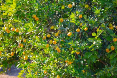 Seyhan Nehri ve estetik bina yansıması / Adana - Türkiye