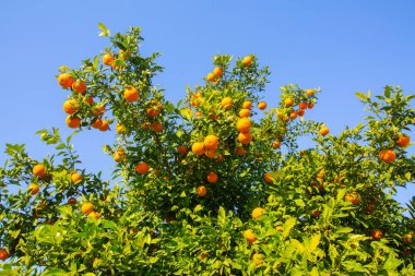 Seyhan Nehri ve estetik bina yansıması / Adana - Türkiye