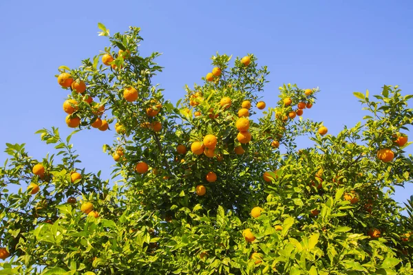 Seyhan Nehri ve estetik bina yansıması / Adana - Türkiye