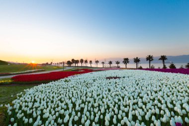 Renkli Lale çiçek ve bir bahar resmi Bahçe, retro yolundaki tonda