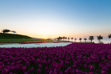 Renkli Lale çiçek ve bir bahar resmi Bahçe, retro yolundaki tonda