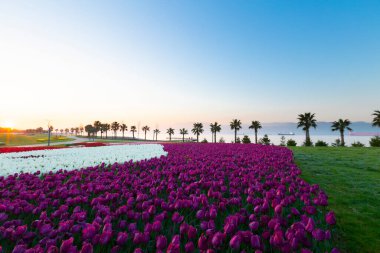 Renkli Lale çiçek ve bir bahar resmi Bahçe, retro yolundaki tonda