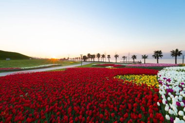 Renkli Lale çiçek ve bir bahar resmi Bahçe, retro yolundaki tonda