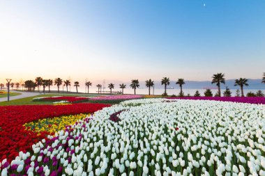 Renkli Lale çiçek ve bir bahar resmi Bahçe, retro yolundaki tonda