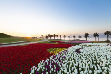 Renkli Lale çiçek ve bir bahar resmi Bahçe, retro yolundaki tonda