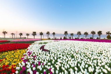 Renkli Lale çiçek ve bir bahar resmi Bahçe, retro yolundaki tonda