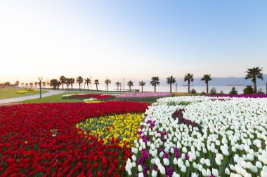Renkli Lale çiçek ve bir bahar resmi Bahçe, retro yolundaki tonda