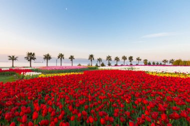 Renkli Lale çiçek ve bir bahar resmi Bahçe, retro yolundaki tonda