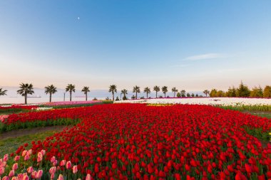 Renkli Lale çiçek ve bir bahar resmi Bahçe, retro yolundaki tonda