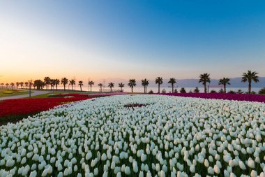 Renkli Lale çiçek ve bir bahar resmi Bahçe, retro yolundaki tonda