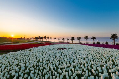 Renkli Lale çiçek ve bir bahar resmi Bahçe, retro yolundaki tonda