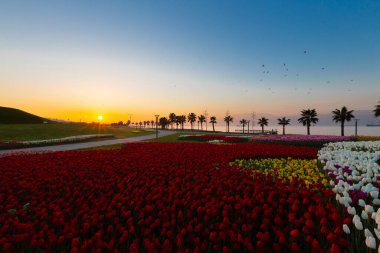 Renkli Lale çiçek ve bir bahar resmi Bahçe, retro yolundaki tonda