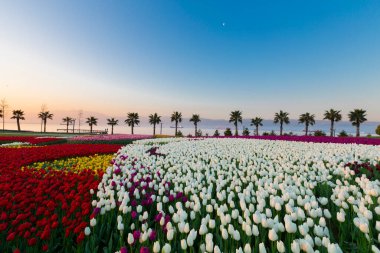 Renkli Lale çiçek ve bir bahar resmi Bahçe, retro yolundaki tonda