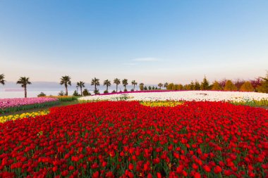 Renkli Lale çiçek ve bir bahar resmi Bahçe, retro yolundaki tonda