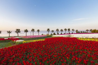 Renkli Lale çiçek ve bir bahar resmi Bahçe, retro yolundaki tonda