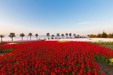 Renkli Lale çiçek ve bir bahar resmi Bahçe, retro yolundaki tonda