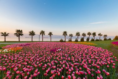 Renkli Lale çiçek ve bir bahar resmi Bahçe, retro yolundaki tonda