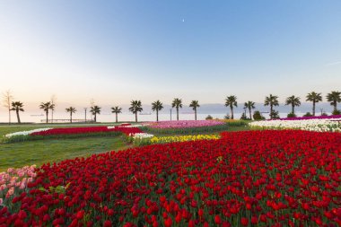Renkli Lale çiçek ve bir bahar resmi Bahçe, retro yolundaki tonda