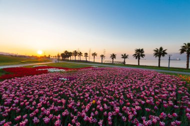 Renkli Lale çiçek ve bir bahar resmi Bahçe, retro yolundaki tonda