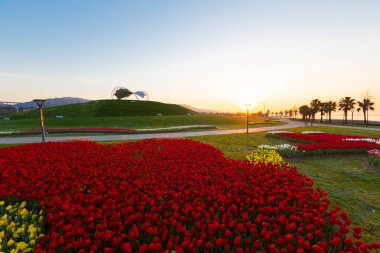 Renkli Lale çiçek ve bir bahar resmi Bahçe, retro yolundaki tonda