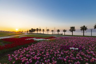 Renkli Lale çiçek ve bir bahar resmi Bahçe, retro yolundaki tonda