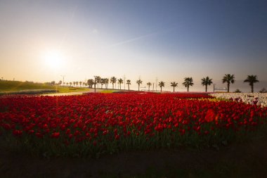 Renkli Lale çiçek ve bir bahar resmi Bahçe, retro yolundaki tonda