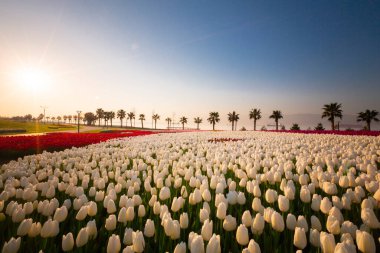 Renkli Lale çiçek ve bir bahar resmi Bahçe, retro yolundaki tonda