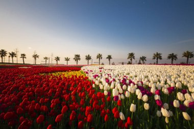 Renkli Lale çiçek ve bir bahar resmi Bahçe, retro yolundaki tonda
