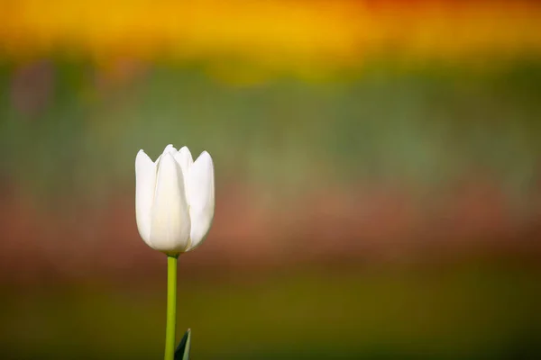 Coloridos Tulipanes Macizos Flores Camino Jardín Formal Primavera Retro Tonificado — Foto de Stock