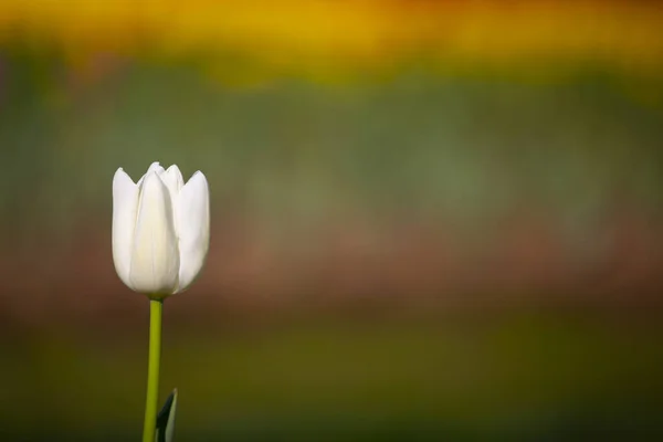 Renkli Lale Çiçek Bir Bahar Resmi Bahçe Retro Yolundaki Tonda — Stok fotoğraf