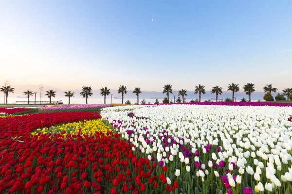 Kolorowe Tulipany Kwietników Ścieżki Spring Garden Formalne Retro Stonowanych — Zdjęcie stockowe