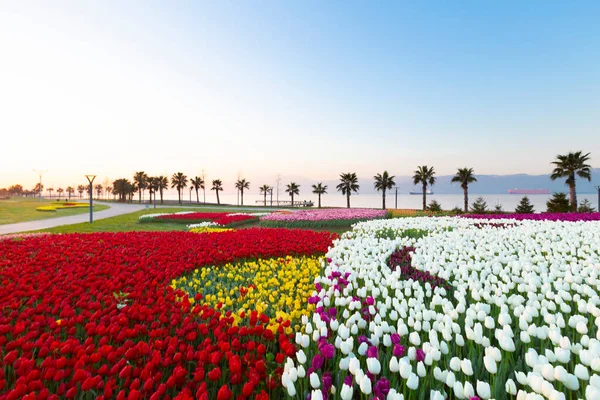 Renkli Lale çiçek ve bir bahar resmi Bahçe, retro yolundaki tonda