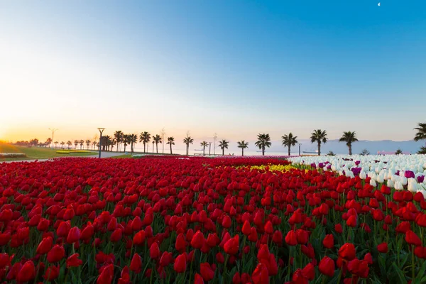 Renkli Lale çiçek ve bir bahar resmi Bahçe, retro yolundaki tonda