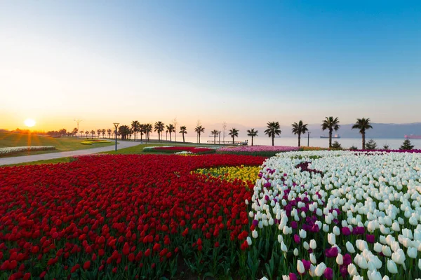 Renkli Lale çiçek ve bir bahar resmi Bahçe, retro yolundaki tonda