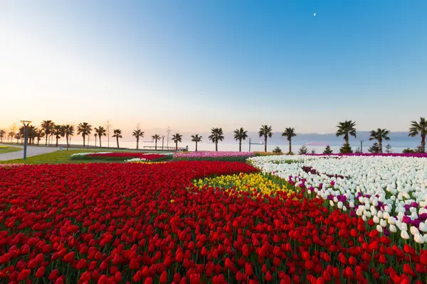 Renkli Lale çiçek ve bir bahar resmi Bahçe, retro yolundaki tonda