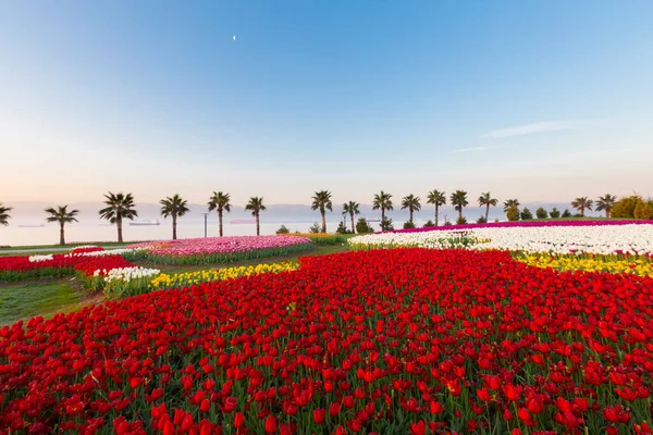 Renkli Lale çiçek ve bir bahar resmi Bahçe, retro yolundaki tonda